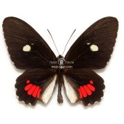 PARIDES PANARES PANARES 